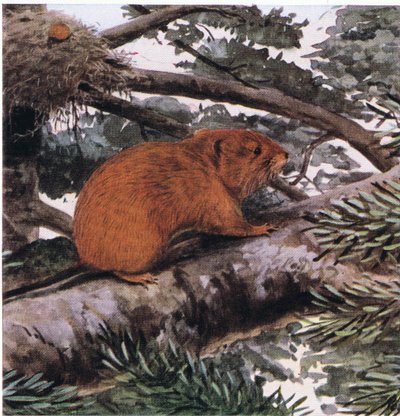 Rode Boom Muis, leeft in de toppen van de Pacific Coast bossen door Louis Agassiz Fuertes